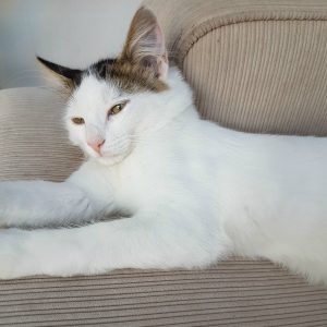 oreo the cat .jpg blog image