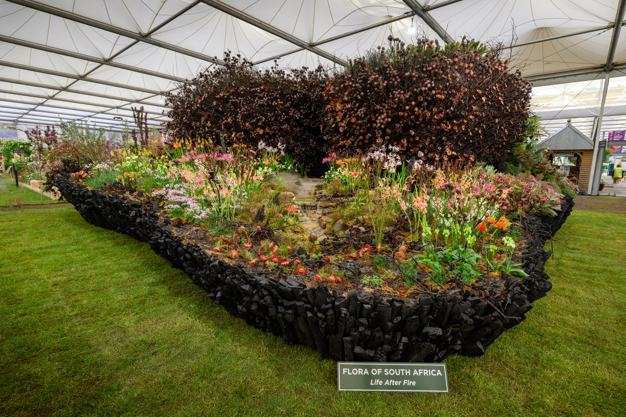 South Africa Wins Gold at the 2026 RHS Chelsea Flower Show - Super